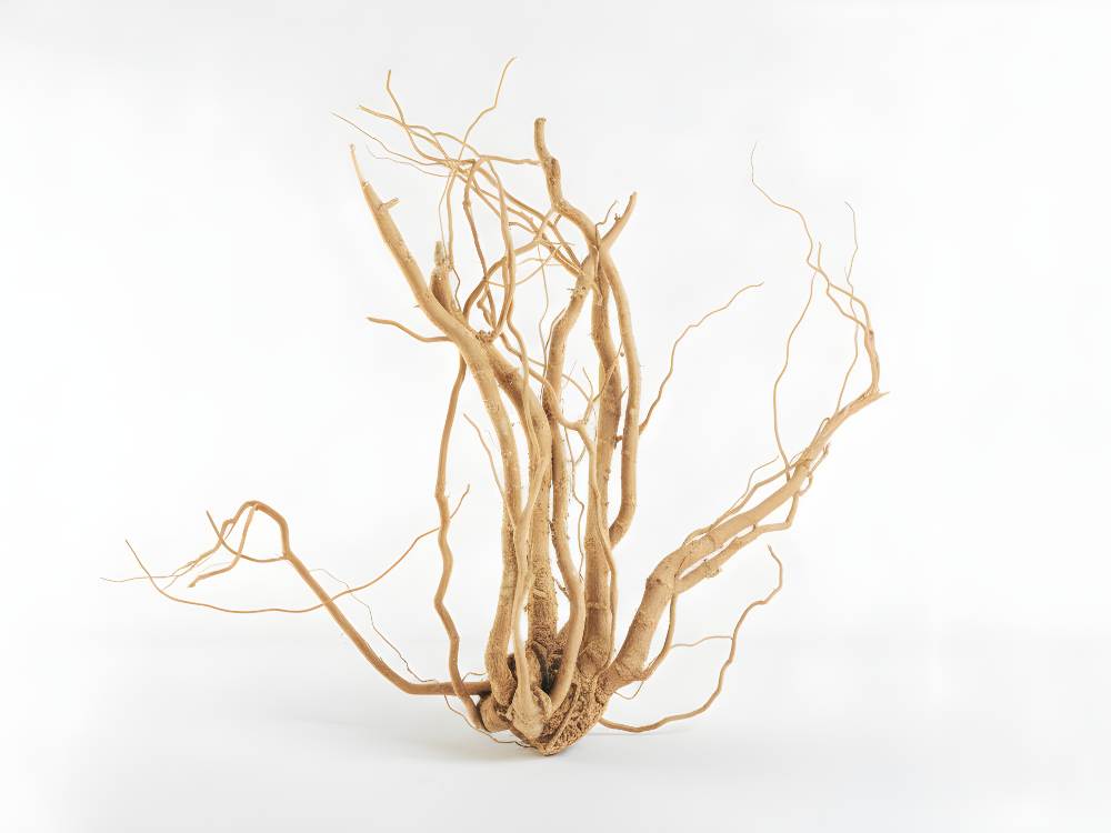 Brown tree roots on a white background